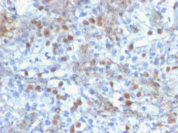 IHC staining of FFPE human kidney with RORC antibody (clone RORC/2941). HIER: boil tissue sections i