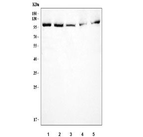 Western blot testing of 1) human MCF7, 2) human HeLa, 3) human A549, 4) rat RH35 and 5) mouse NIH 3T