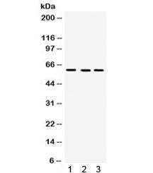 FMO3 Antibody