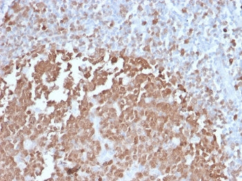 POU2AF1 Antibody / BOB-1