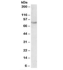 SIM2 Antibody
