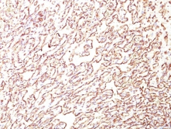 Podocalyxin Antibody / PODXL