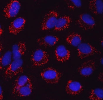 Immunofluorescent staining of FFPE human A549 cells with SerRS antibody (red) and DAPI nuclear stain