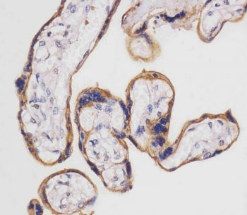 CD98 Antibody / SLC3A2