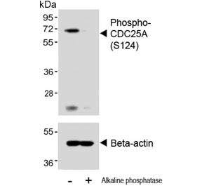 CDC25A Antibody (pS124)