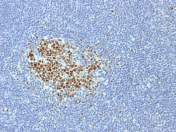 Bcl6 Antibody