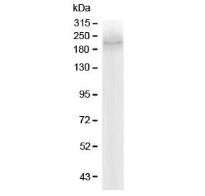 MRP2 Antibody / ABCC2