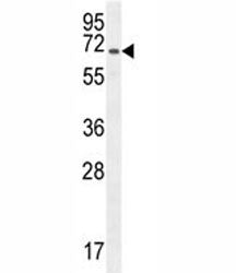 CD31 Antibody