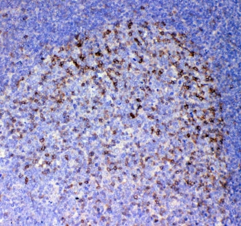 ICOS Antibody