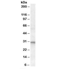 FHL2 Antibody