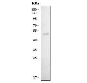 Western blot testing of human 293T cell lysate with KIR3DL1 antibody. Predicted molecular weight ~49