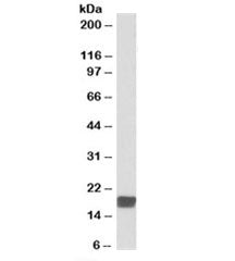 CIRBP Antibody
