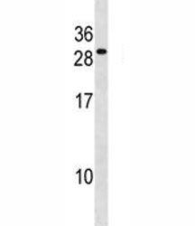 FADD Antibody