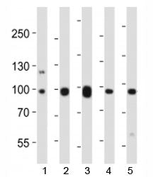 Western blot analysis of lysate from mouse 1) NIH3T3 cell line, 2) brain, 3) heart, 4) pancreas and 
