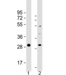 PPAPDC1B Antibody / PLPP5