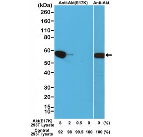 AKT E17K Mutant Antibody