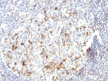 CD57 / HNK-1 Antibody