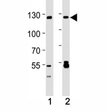 Western blot analysis of lysate from A549, 293 cell line (left to right) using SIRT-1 antibody; Ab w