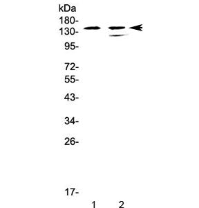 SHIP1 Antibody