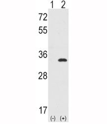 Western blot analysis of CDC2 antibody and 293 cell lysate either nontransfected (Lane 1) or transie