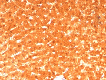IHC staining of FFPE human liver tissue with GCHFR antibody (clone GCHFR/7734). HIER: boil tissue se