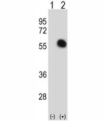 GATA2 Antibody
