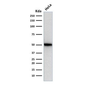 Western blot testing of human HeLa cell lysate with p53 antibody (SPM514). Expected molecular weight