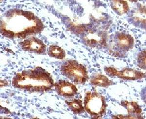 MUC6 Antibody / Gastric Mucin