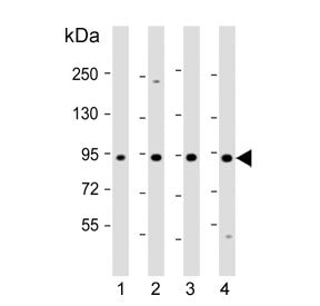 Ras-interacting protein 1 Antibody / RASIP1