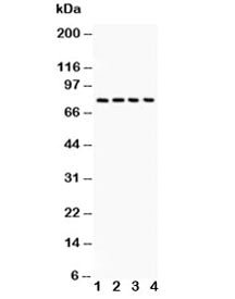Western blot testing of Tau antibody and 1. rat brain, 2. mouse brain, 3. HT1080, 4. MCF-7 lysate. E