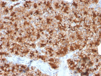 IHC testing of FFPE human pancreas with Glycoprotein 2 antibody (clone GP2/3416). HIER: boil tissue 