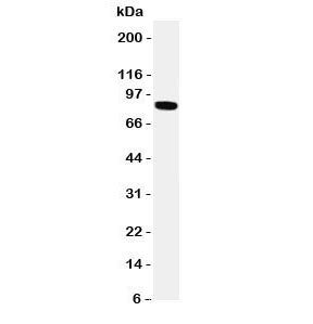 TRPV2 Antibody (VRL1)