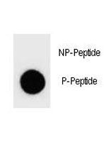 Dot blot analysis of phospho-PTEN antibody. 50ng of phos-peptide or nonphos-peptide per dot were spo