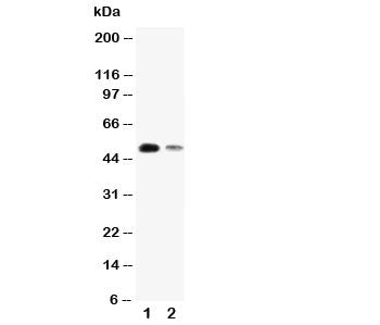 KLF8 Antibody