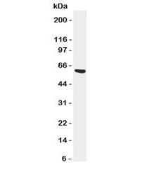 SERPINA3 Antibody