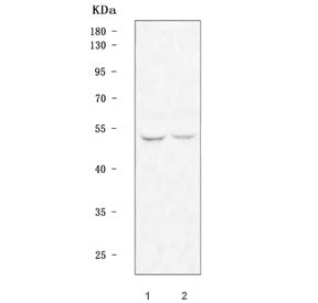 Western blot testing of 1) rat brain and 2) mouse brain tissue lysate with TFDP2 antibody. Predicted