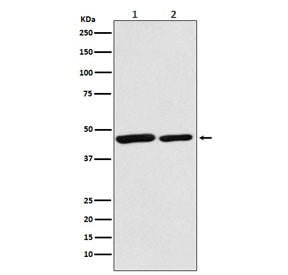 Citrate synthase Antibody / CS