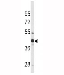 WNT4 Antibody