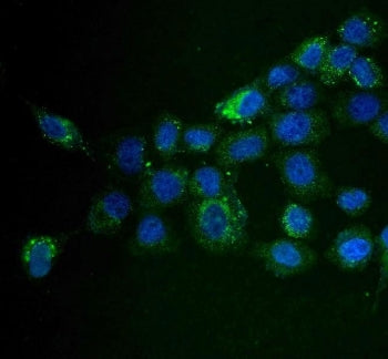 MAP4K5 Antibody