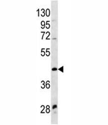 WNT9A Antibody