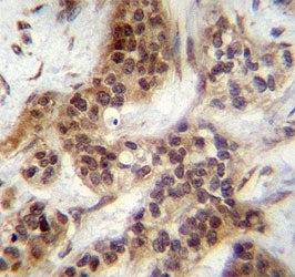 FOXA2 Antibody