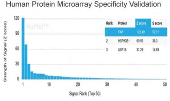 FAP Antibody / Fibroblast Activation Protein Alpha