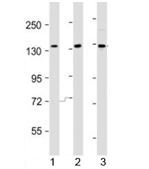 AATK Antibody