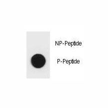 Phospho-BAD Antibody (pS96)