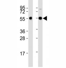 Zebrafish Beclin-1 Antibody