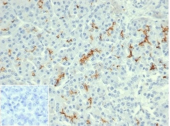 IHC staining of FFPE human pancreatic tissue with recombinant Cystic Fibrosis Transmembrane Regulato