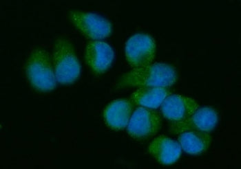 Immunofluorescent staining of FFPE human T-47 D cells with VAV3 antibody (green) and DAPI nuclear st