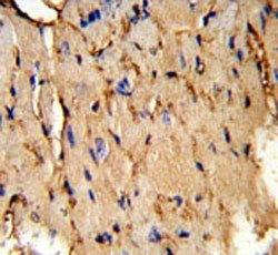 PEA15 Antibody