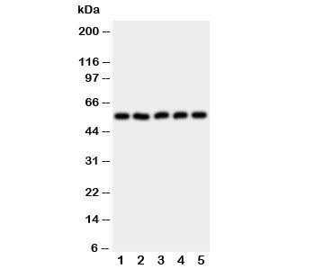 HYAL2 Antibody