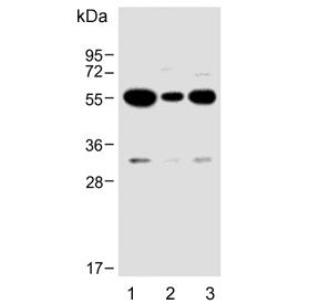 USP17L24 Antibody
